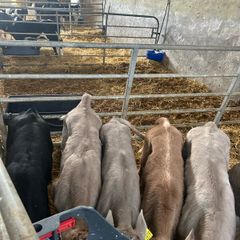 Calfs