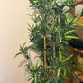 Bamboo plant Image 2