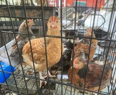 cockrils