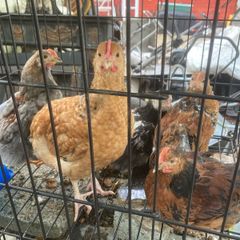 cockrils