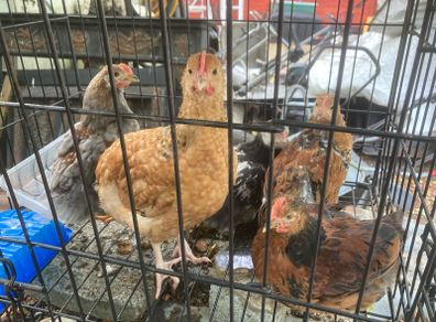 cockrils