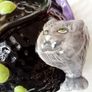 Vintage Ceramic Halloween Witch Cauldron Bowl Image 4