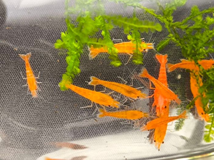 Dwarf Crayfish, Shrimp, Floating plants and Snail