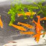 Dwarf Crayfish, Shrimp, Floating plants and Snail Image 8