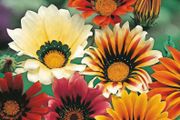 (G) Gazania Sunshine seeds 0.1g (410156)