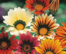 (G) Gazania Sunshine seeds 0.1g (410156)