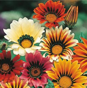 (G) Gazania Sunshine seeds 0.1g (410156)
