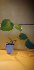 Monstera