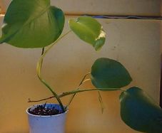 Monstera