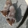kitten Image 6