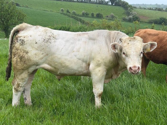 Bull