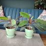 The Madagascar Jewel Seeds and Plants Image 8