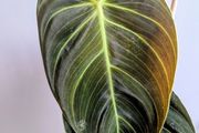 Philodendron Melano Plant