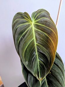 Philodendron Melano Plant