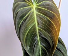 Philodendron Melano Plant