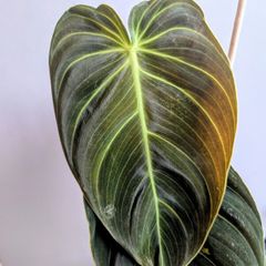 Philodendron Melano Plant