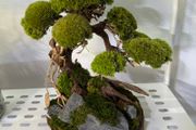 Bonsai Tree with natural moss 30x40cm