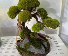 Bonsai Tree with natural moss 30x40cm