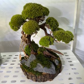 Bonsai Tree with natural moss 30x40cm