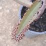 Mother of thousands Image 4