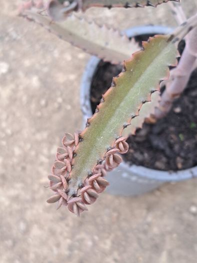 Mother of thousands