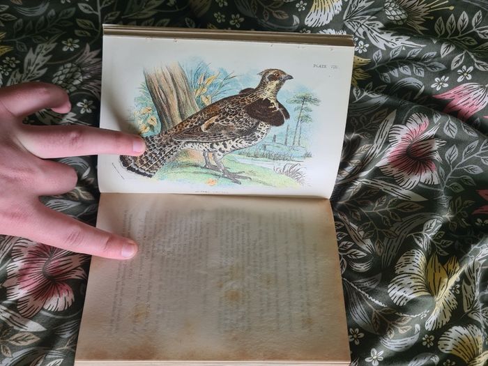 Scarce Lloyd's Natural History - 1896/7, 2 Vol. Set. Free Postage.