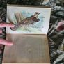 Scarce Lloyd's Natural History - 1896/7, 2 Vol. Set. Free Postage. Image 10