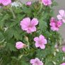 Geranium Image 4