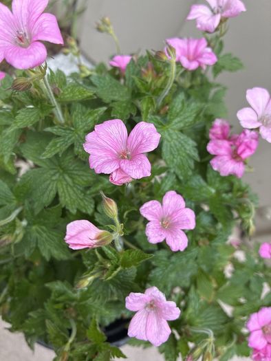 Geranium