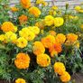 (M) African Marigold Crackerjack seeds 1g (414499) Image 2