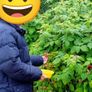 Strawberry plants and raspberry plants for sale Image 6