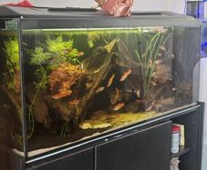 fish