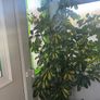 Tall mature Umbrella Plant Image 4