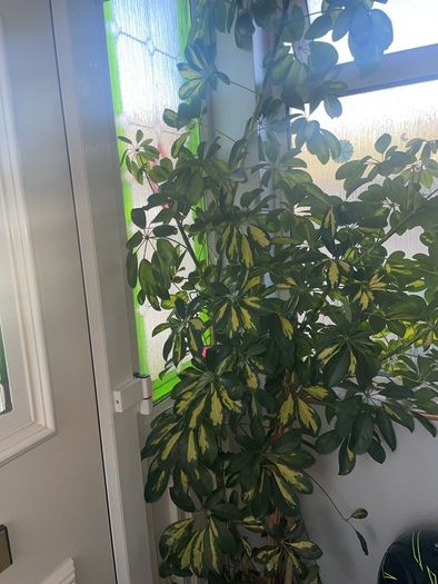 Tall mature Umbrella Plant