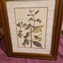 Framed Botanical print - Coffee tree Image 5