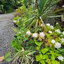 Plants, Flowering Shrubs, Grasses Image 9