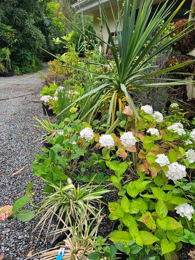 Plants, Flowering Shrubs, Grasses