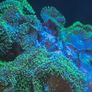 Neon Green Hairy Rhodactis Image 2