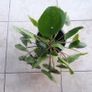 Chinese Money Plant - Pilea peperomioides Image 5