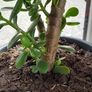 House plant Image 4