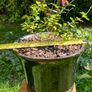 Potted Salvia Hot Lips Image 3