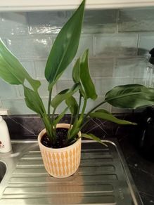 Lovely plant with lemon plant pot