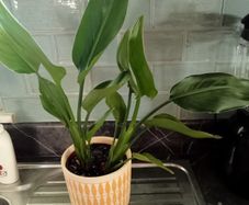 Lovely plant with lemon plant pot