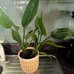 Lovely plant with lemon plant pot