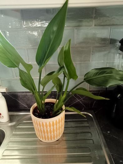 Lovely plant with lemon plant pot