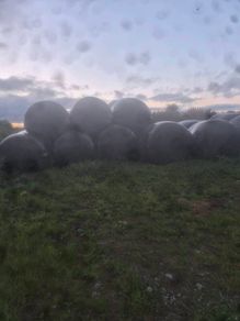 Bales of haylage