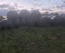 Bales of haylage