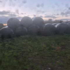 Bales of haylage