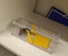 Mouse Trap