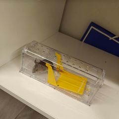 Mouse Trap